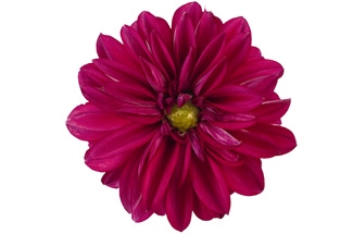 Dahlia Lisa Burgundy Variety Thumbnail.jpg